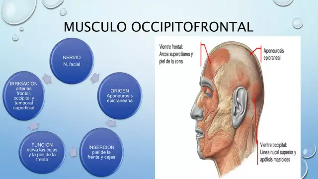 Todo lo que necesitas saber sobre el músculo frontal y su función