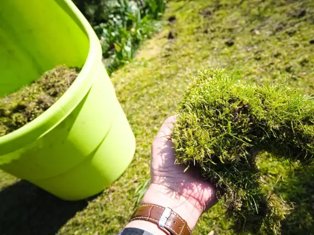 Dłoń trzyma kępę mchu i trawy obok zielonego pojemnika.