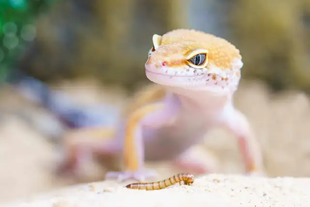 Gekon leopardzi patrzy na swoją zdobycz – robaka. To pokazuje, co jedzą gekony.