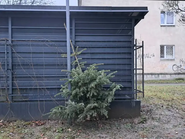Gdzie wyrzucić choinkę w Warszawie? Sprawdź punkty odbioru