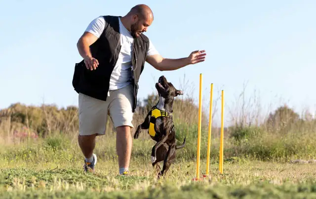 Hombre entrenando a su perro en un campo. El perro salta con entusiasmo mientras el hombre le da una orden.