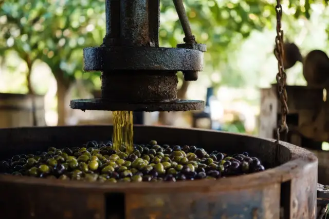 Cómo hacer aceite de oliva en casa - Guía paso a paso sin improvisar