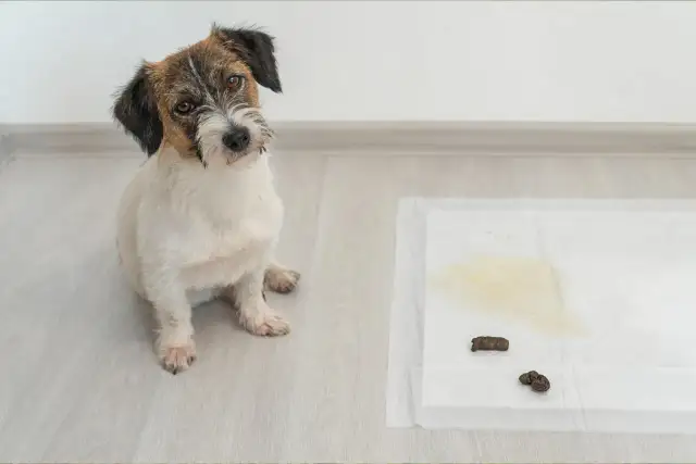 Un cachorro mira a la cámara junto a una alfombrilla de entrenamiento con excrementos. Un recordatorio de que hay que saber como enseñar a un cachorro a hacer sus necesidades en la calle.