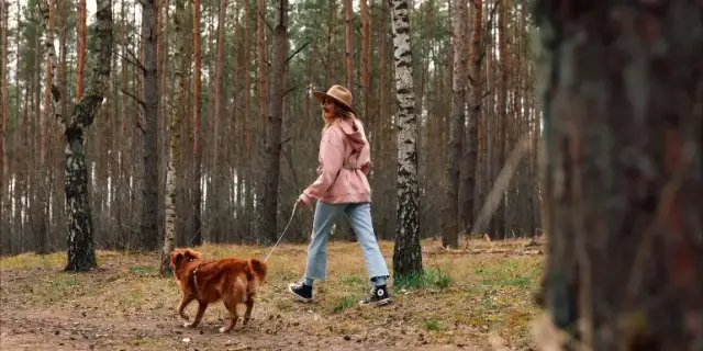 Kiedy wychodzić z psem na spacer, aby uniknąć problemów zdrowotnych?