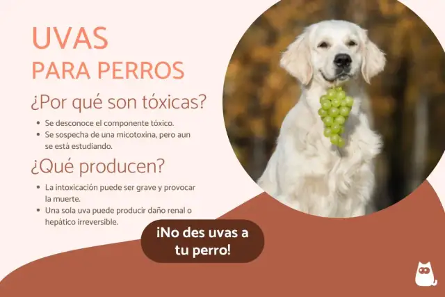 Un perro dorado sonríe con un racimo de uvas verdes en la boca. El texto advierte: "¡No des uvas a tu perro!" porque los perros pueden comer uvas y son tóxicas.