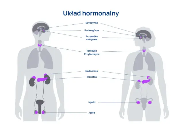 Układ hormonalny - jak działa i dba o Twoje zdrowie?