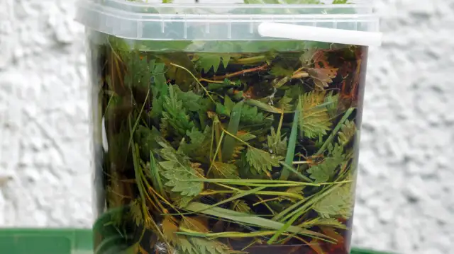 Przezroczysty pojemnik wypełniony pokrzywami i trawą, gotowy do fermentacji. Tak powstaje gnojówka z pokrzywy.