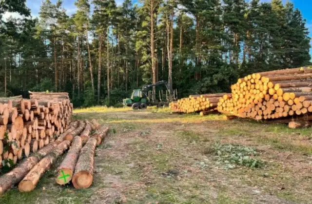 Prośba o wycięcie drzewa zagrażającego bezpieczeństwu – procedury