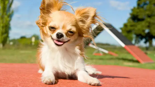 Chihuahua feliz y peludo, listo para su comida casera. Disfruta del sol y la vida.