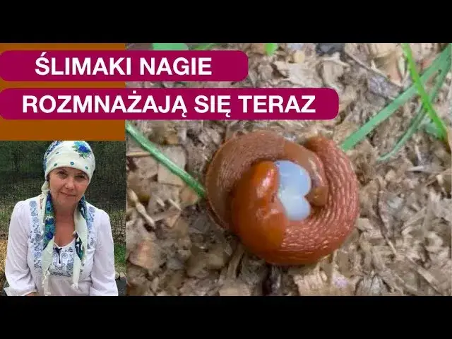Jak rozmnażają się ślimaki bez skorupy? Zaskakujące fakty o ich życiu