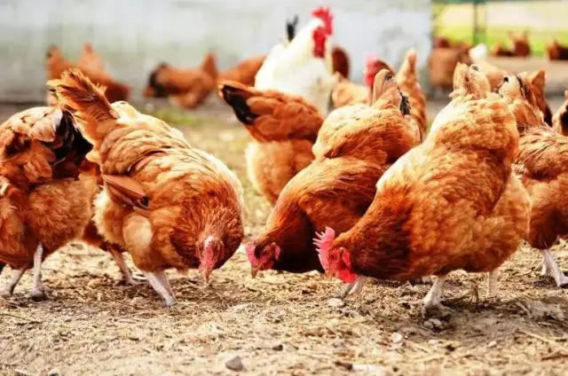 Czym karmić kurczaki 6 tygodniowe, aby uniknąć problemów zdrowotnych?