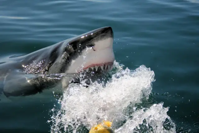W Chorwacji są rekiny, jak ten groźny drapieżnik wynurzający się z wody z ostrymi zębami.
