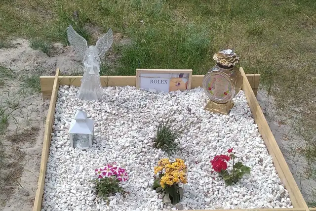Nagrobek dla zwierzęcia z aniołem, zniczem, zdjęciem psa i kwiatami.