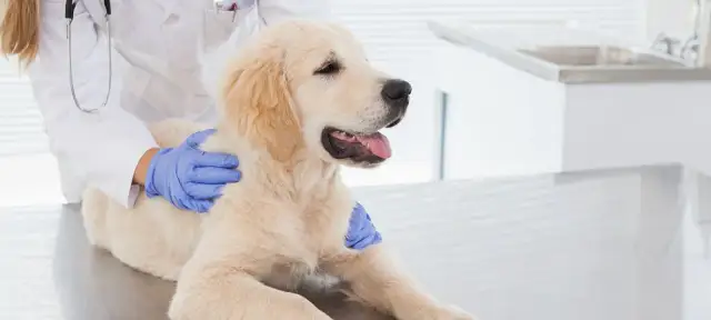 Giardia beim Hund: Symptome erkennen und rechtzeitig handeln