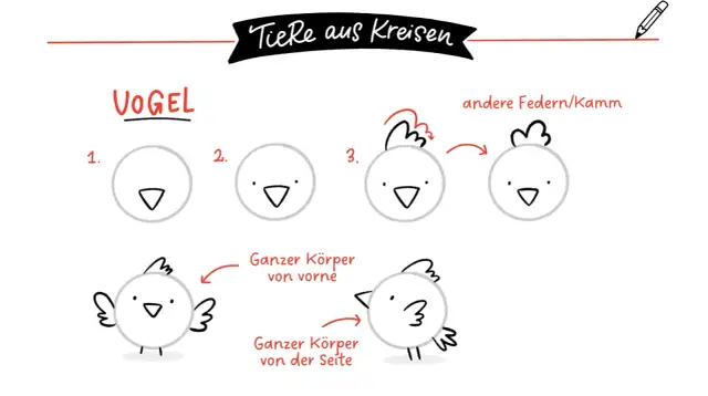 Schritt-für-Schritt-Anleitung zum Zeichnen eines Vogels aus Kreisen.