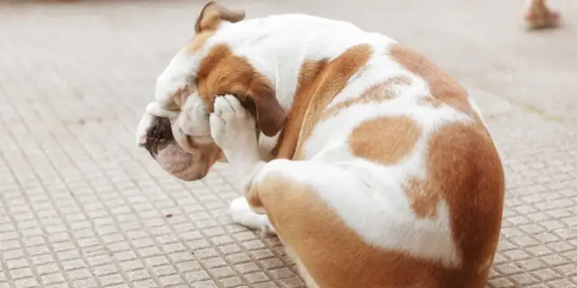Bulldog se rasca la cara con la pata, indicando la necesidad de saber como eliminar las pulgas de mi perro.