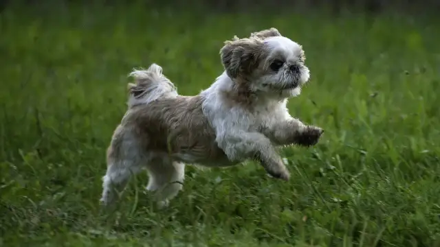 Ile powinien jeść szczeniak shih tzu, aby uniknąć problemów zdrowotnych?