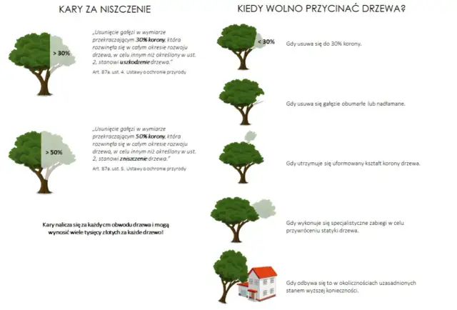 Przepisy dotyczące przycinania drzew liściastych: kary za usunięcie ponad 30% korony, kiedy wolno przycinać drzewa.