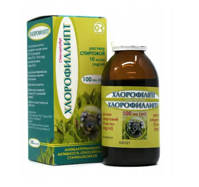 Chlorofillipt jak stosować do inhalacji - skuteczne metody i dawkowanie