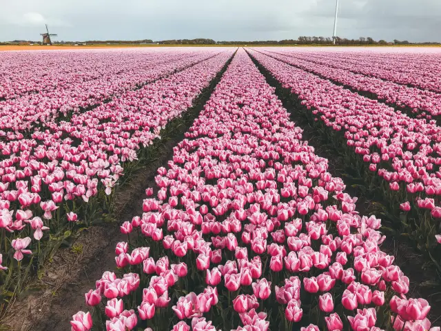 Nieskończony **pole tulipanów** w odcieniach różu, z wiatrakiem w oddali.