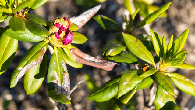 Jak przycinać rododendrony, aby uniknąć błędów i cieszyć się zdrowiem roślin