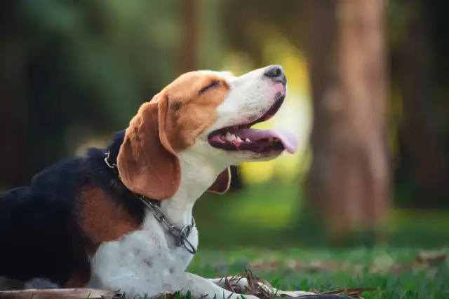 Szczeniak beagle leżący na trawie z otwartym pyskiem i wystawionym językiem.