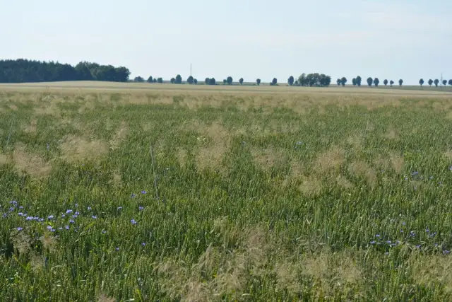 Pole zboża z niebieskimi kwiatami i chwastami dwuliściennymi. W tle linia drzew i błękitne niebo.