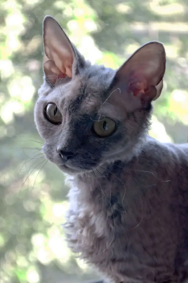 Devon Rex dorosły: idealny towarzysz dla dojrzałych właścicieli котów