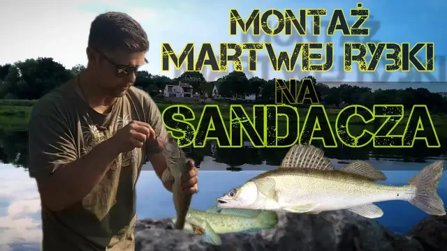 Jak uzbroić martwą rybkę na sandacza, by zwiększyć swoje szanse na sukces