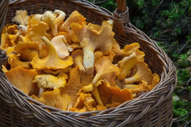 Jak znaleźć kurki w lesie: skuteczne sposoby na zbieranie grzybów