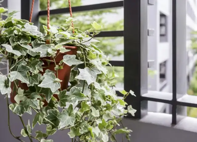 Jakie rośliny na balkon całoroczne wytrzymają każdą pogodę?
