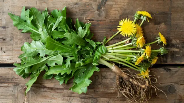 Korzeń mniszka lekarskiego - naturalny detoks i wzmocnienie organizmu