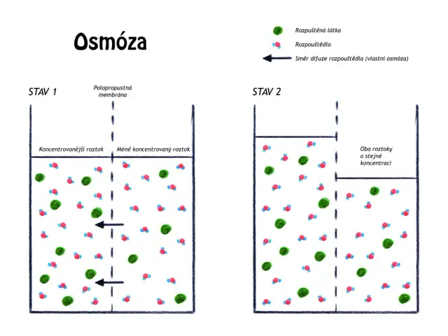 Co to jest osmoza w biologii? Prosty wyjaśnienie i praktyczne przykłady