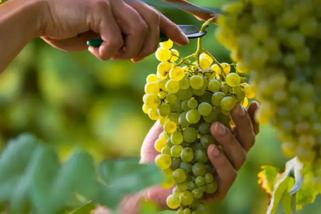 Kiedy zbierać winogrona na wino, aby nie stracić idealnego smaku
