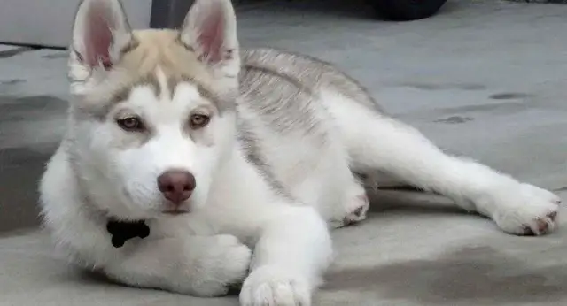Jak długo żyją husky? Sprawdź, jak przedłużyć życie swojego psa tej rasy