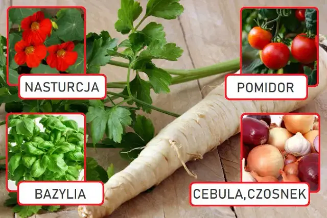 Co siać koło pietruszki, aby uniknąć szkodników i poprawić plony