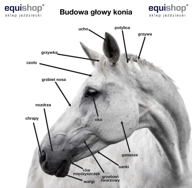 Nozdrza konia: Kluczowy element anatomii i oddychania wierzchowca