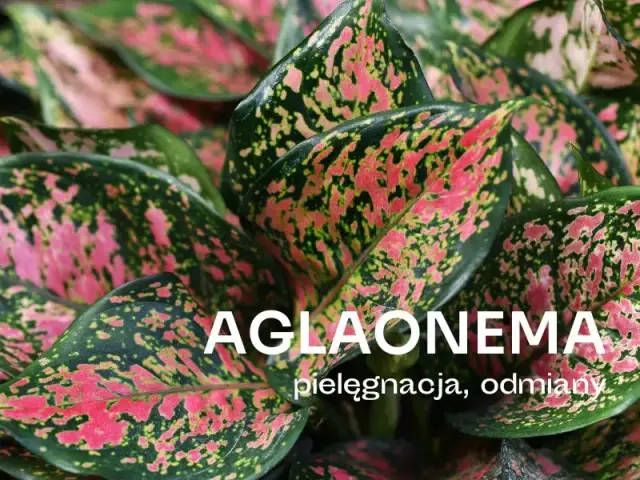 Czy aglaonema kwitnie w domu? Rzadkie kwiaty i ich pielęgnacja