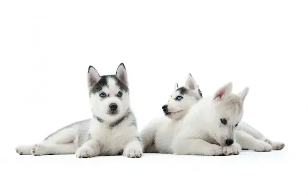 Co powinny jeść szczeniaki husky? Dieta, zakazane produkty i porady żywieniowe