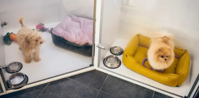 Jak wygląda hotel dla psa? Sprawdź standardy i ceny!