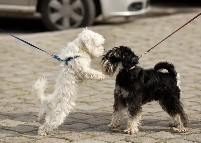 Dos perros, uno blanco y otro negro, se saludan con entusiasmo. El blanco salta, el negro espera. ¡Parece que hay celo perros en el aire!