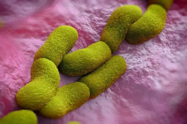 Yersinia objawy neurologiczne: rzadkie powikłania i ich skutki zdrowotne