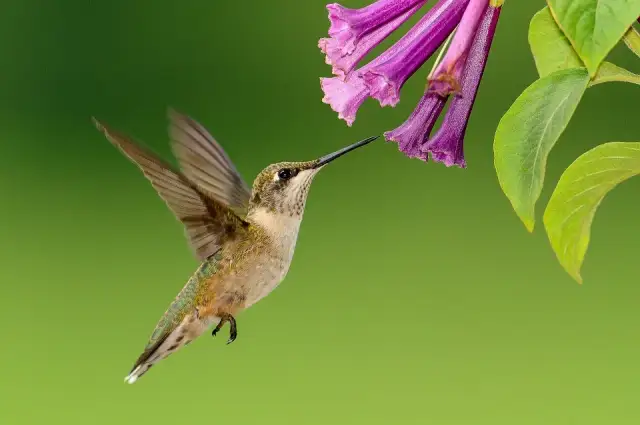Czym żywią się kolibry? Zaskakujące fakty o ich diecie