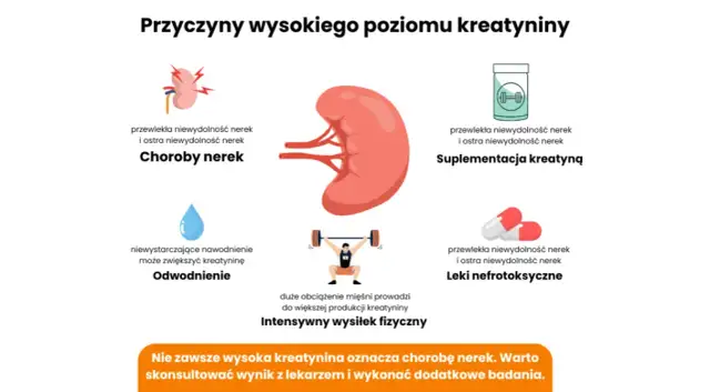 Podwyższona kreatynina: co oznacza? Objawy i jak dbać o nerki