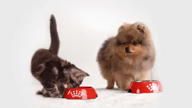 Kocię je z czerwonej miski, obok stoi szczeniak Pomeranian.
