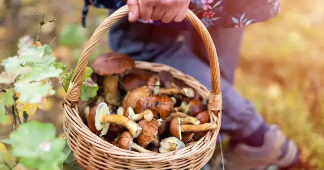 Sezon na kurki kiedy: najlepszy czas na zbieranie tych grzybów