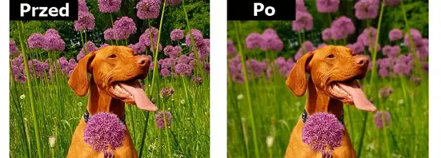 Jak rozmyć tło w Photoshopie - proste techniki dla każdego fotografa
