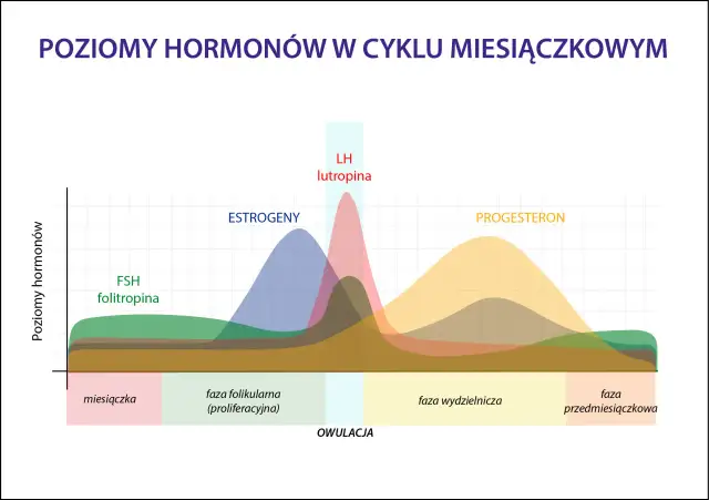 Wykres pokazuje poziomy hormonów: FSH, estrogenów, LH i progesteronu w cyklu miesiączkowym. Po owulacji dominuje faza lutealna, w której progesteron jest najwyższy.