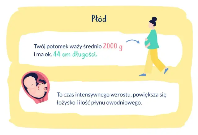 W 33 tygodniu ciąży płód waży ok. 2000 g i ma 44 cm. To czas intensywnego wzrostu.