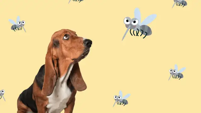 Un basset hound mira con recelo a varios mosquitos animados. ¡Cuidado con la leishmania en perros!
